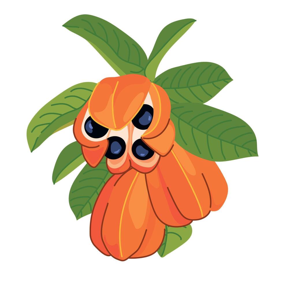 pico rufo colibrí , troquilo politmo se sienta en un rama de un ackee , blighia sápida, ackee. nacional pájaro y Fruta de Jamaica en plano estilo. vector ilustración de un tropical Fruta rama.