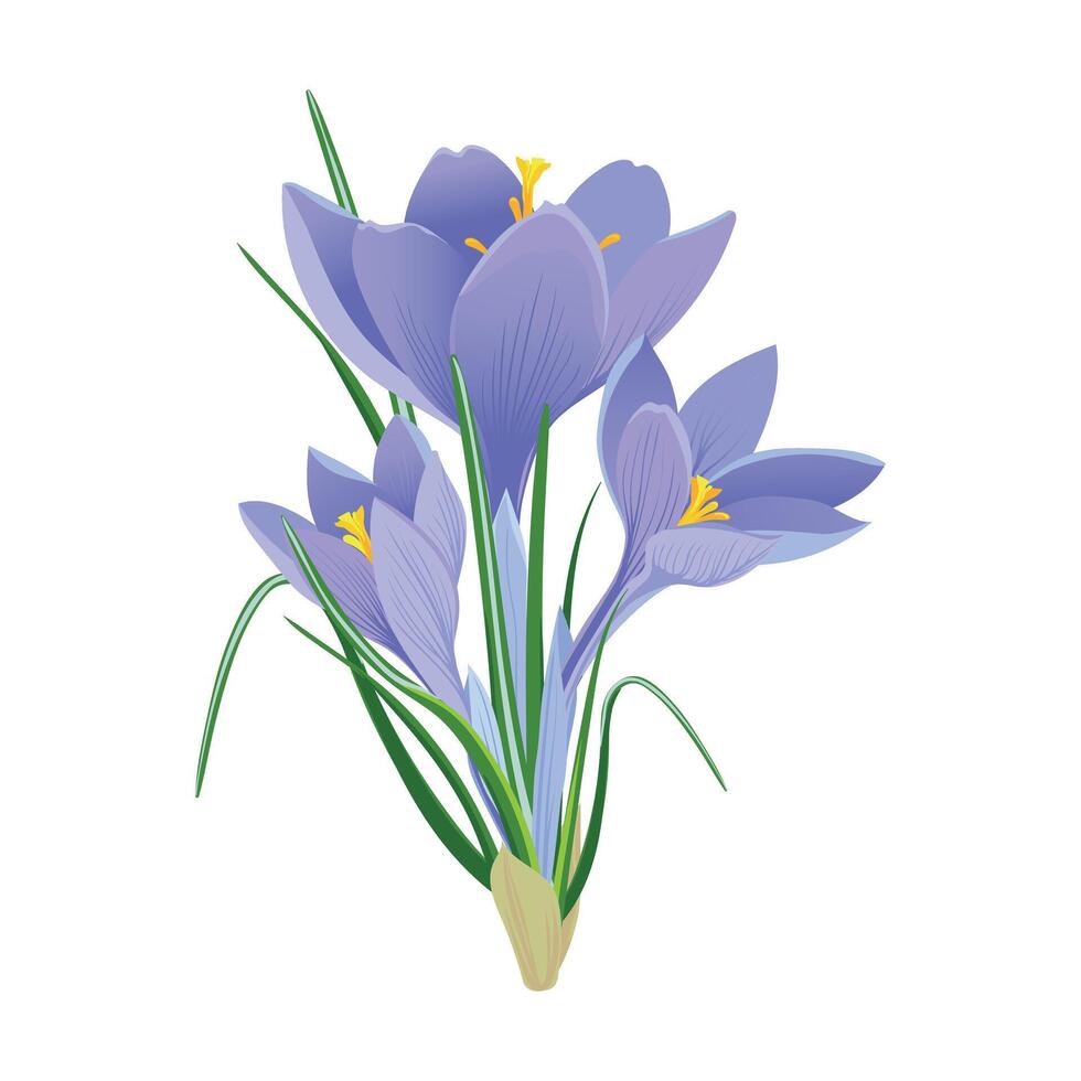 Mauve crocus on a blue background. vector