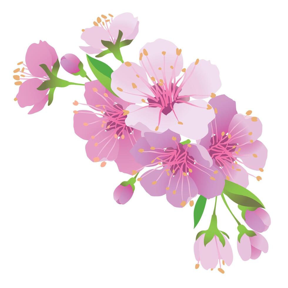Realistic Japanese cherry sakura branch with pink flowers. Vector illustration of cheerful flowers. Composition for a Mother's Day greeting card or wedding invitation. Hanami Festival in Japan.