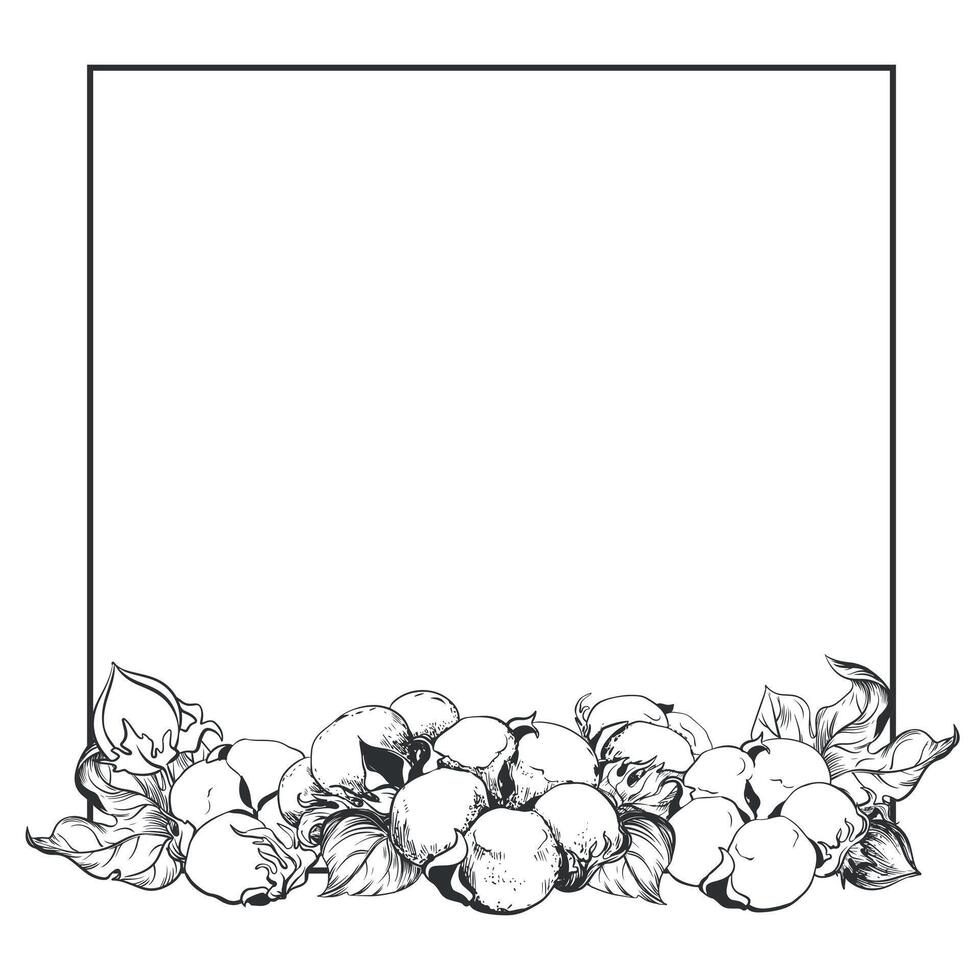 Cotton with a square frame and space for text. White cotton flowers using engraving technique. White cotton balls, leaves and branches. Vector illustration. Ink drawing.