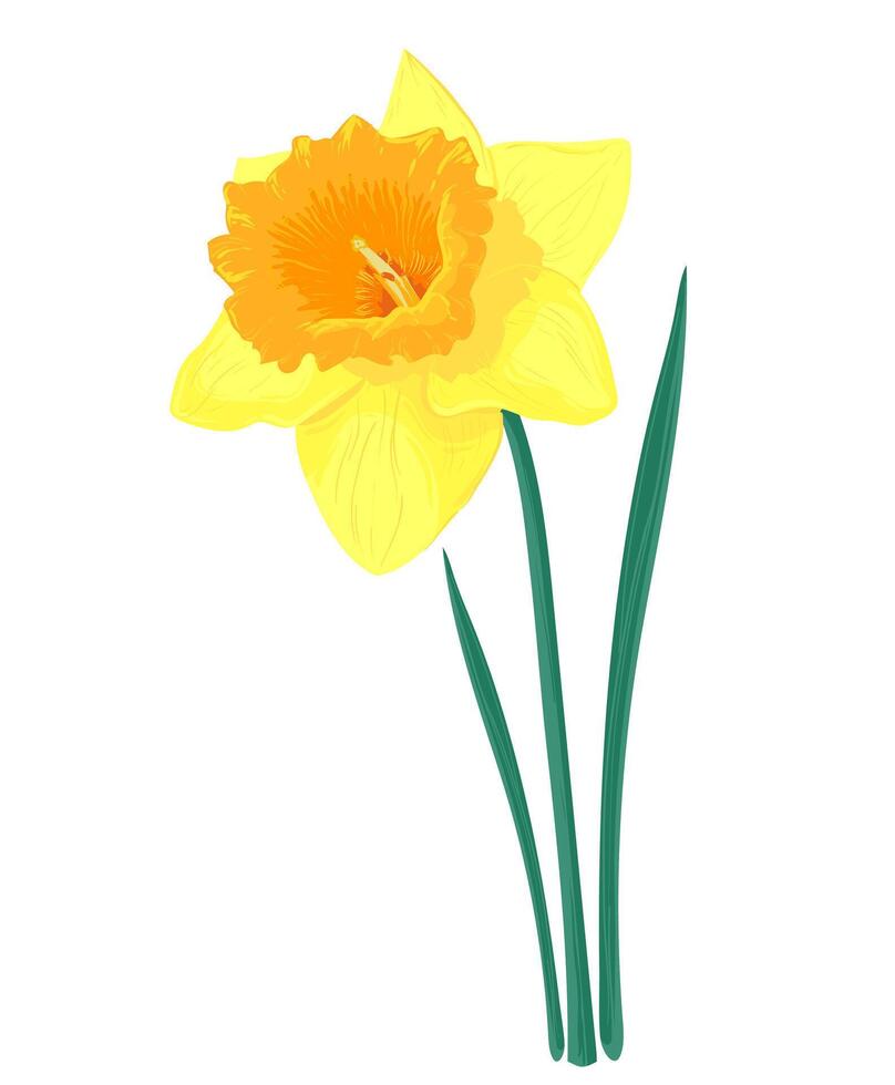 Spring yellow flower. Vector yellow narcissuses.