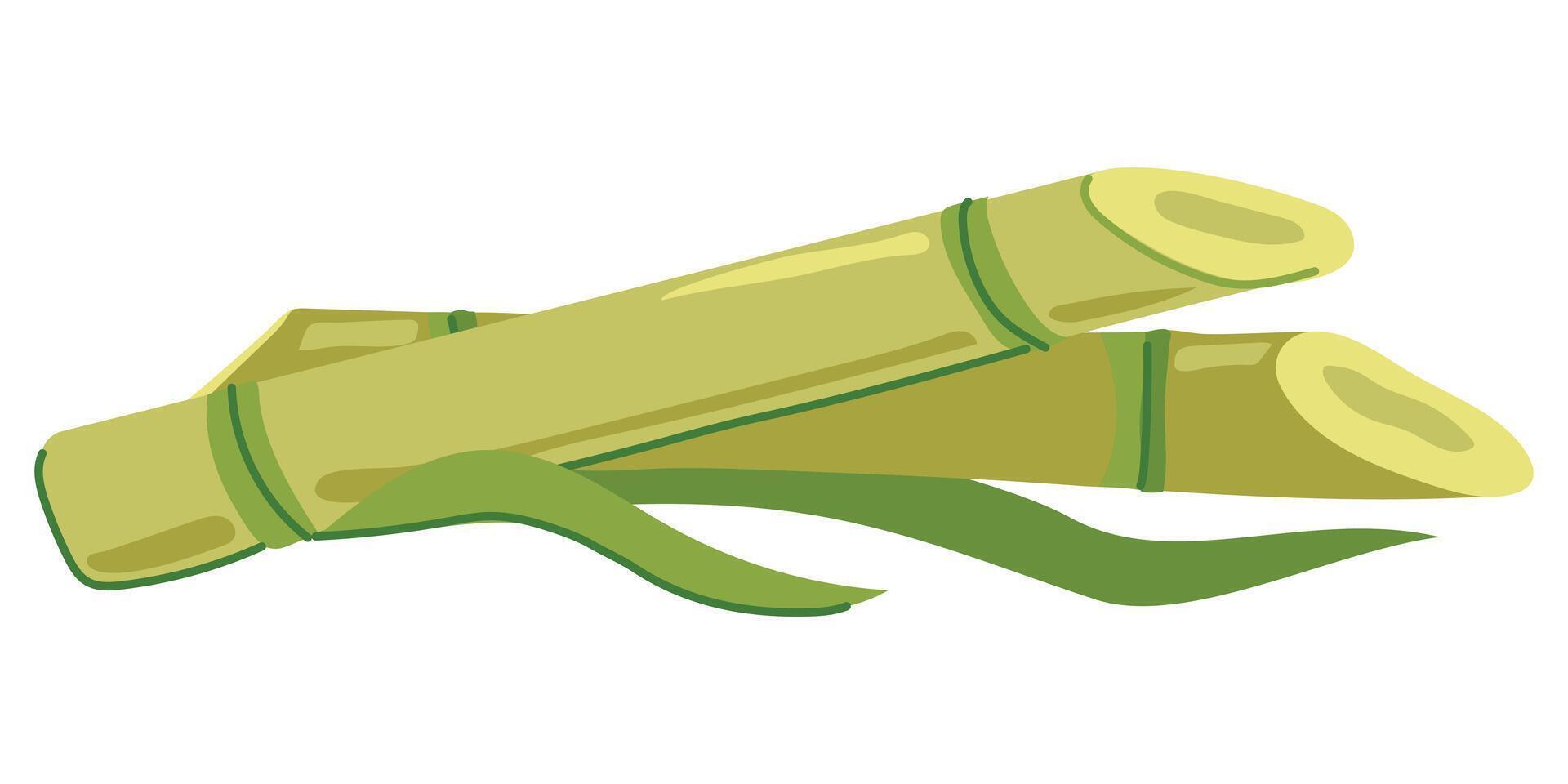 Sugar cane with green leaves and yellow stems. Vector illustration. Cut out reed shoots in flat style on a white background. Ingredient for making sugar, syrup, rum.