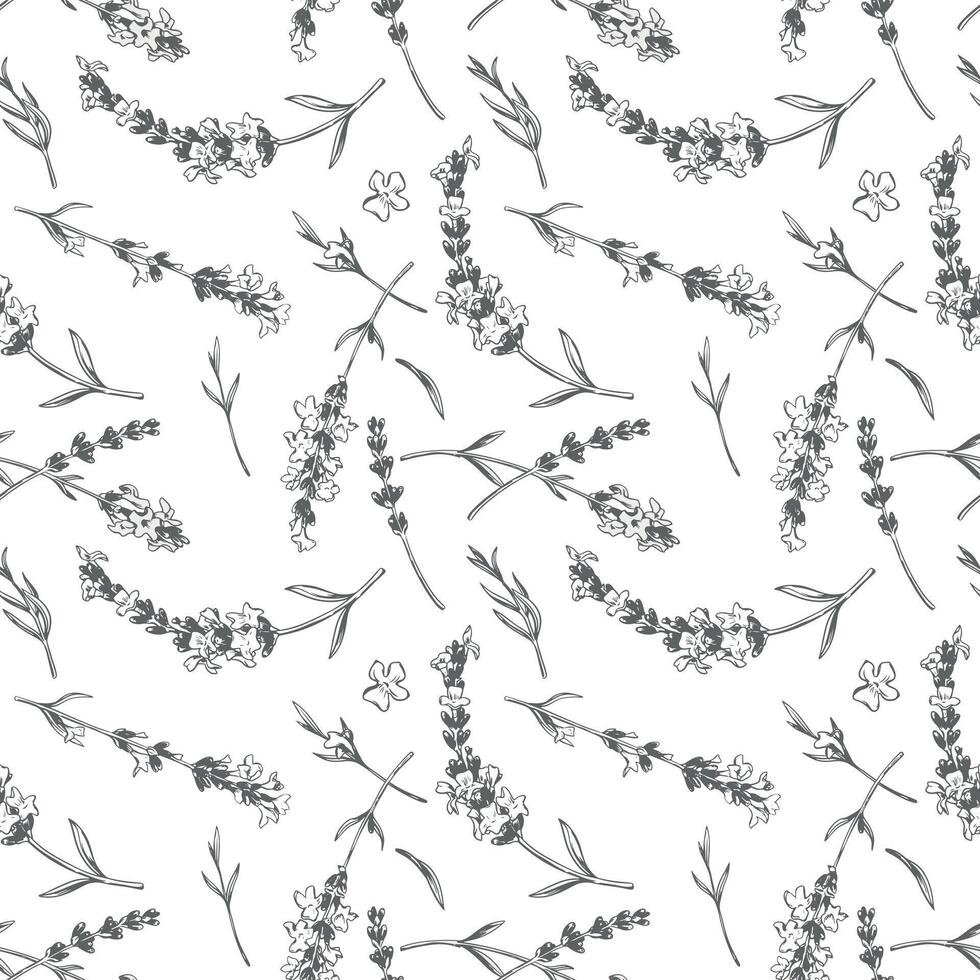 Seamless floral pattern with lavender. Vector in engraving style. Botanical background, French aromatic herb, repeating print. Blooming herbs texture design with Provence lavender blossom.