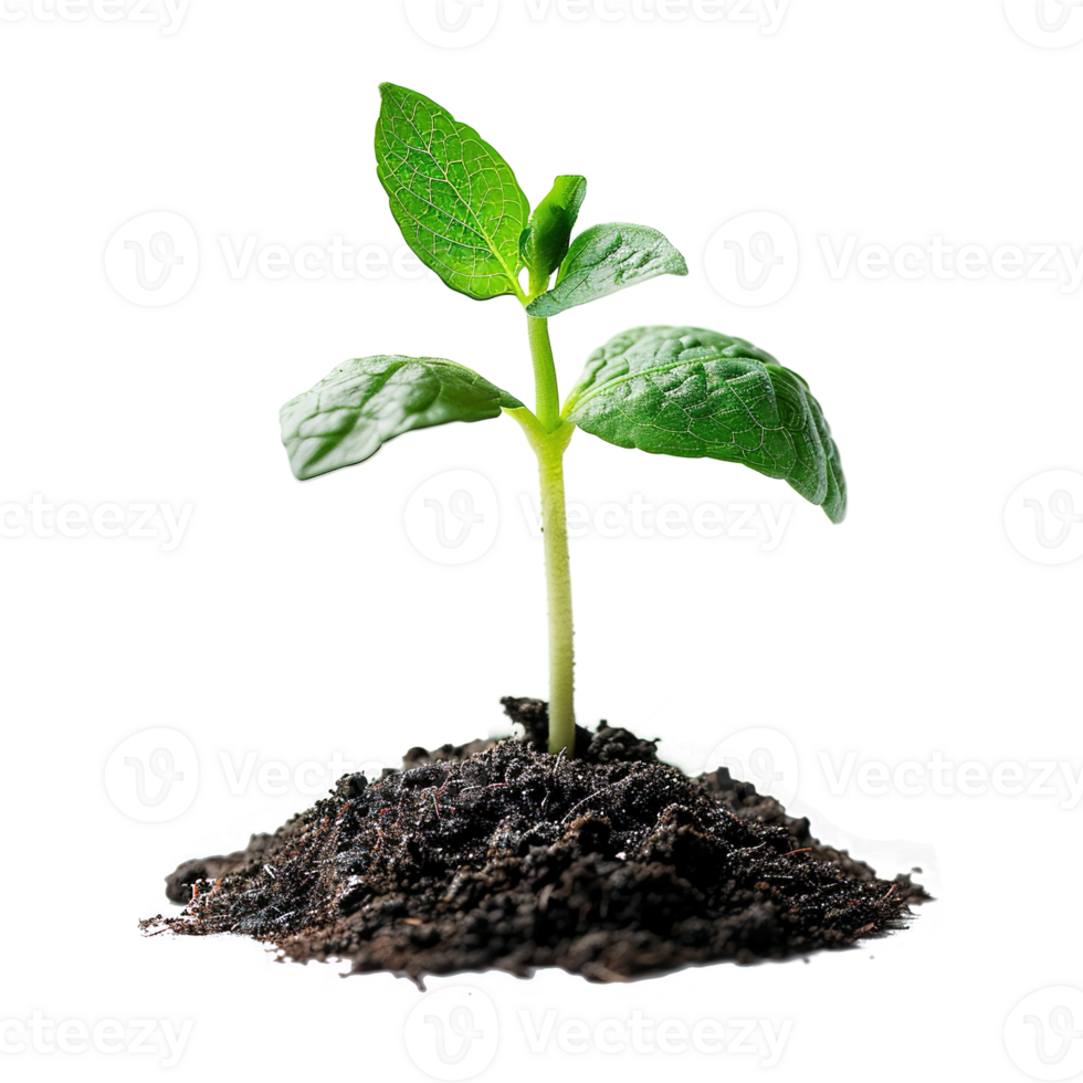 AI generated Green seedling growing from soil isolated on transparent background png