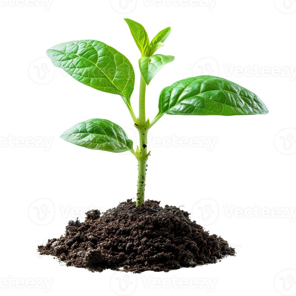 AI generated Green seedling growing from soil isolated on transparent background png