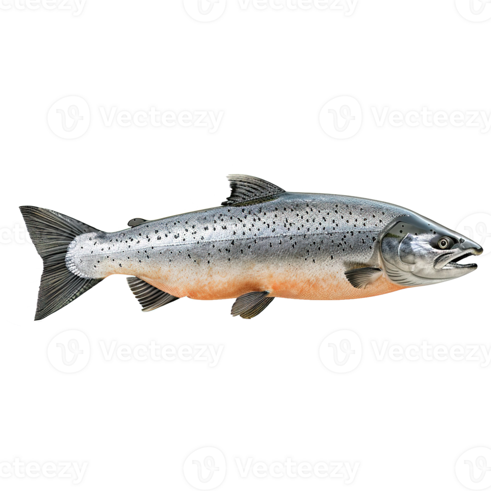 AI generated Salmon fish isolated on transparent background png