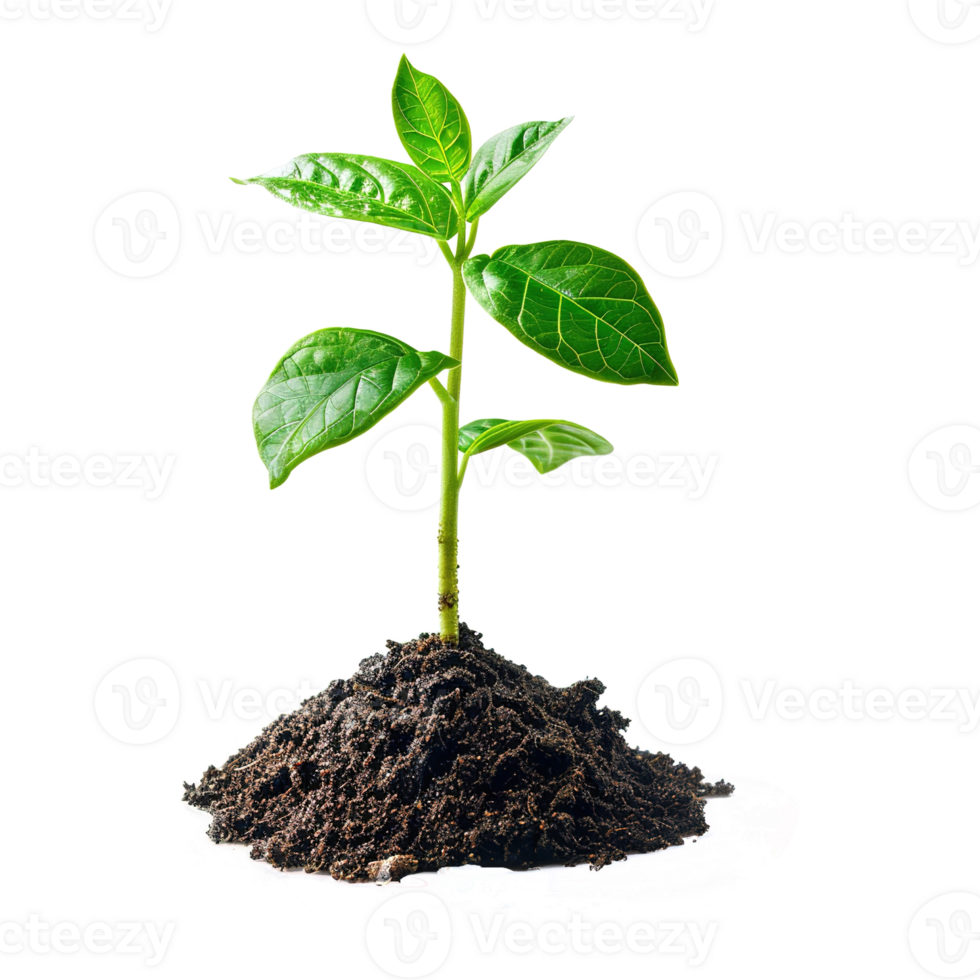 AI generated Green seedling growing from soil isolated on transparent background png