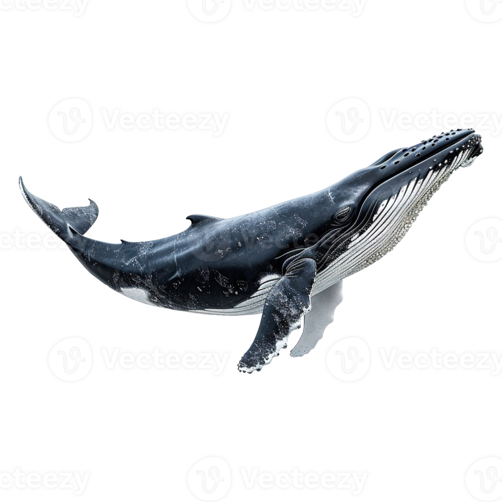 AI generated Whale isolated on transparent background png