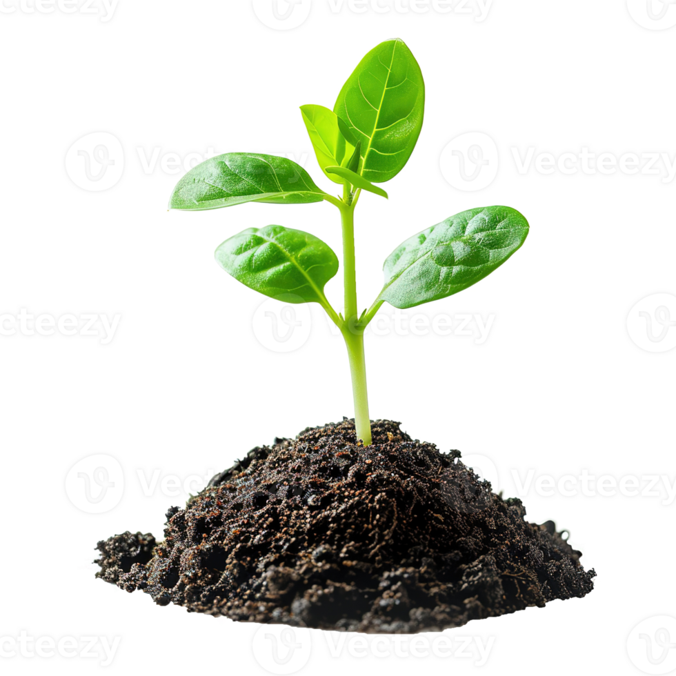 AI generated Green seedling growing from soil isolated on transparent background png