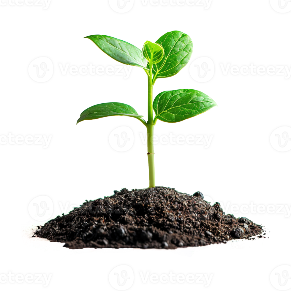 AI generated Green seedling growing from soil isolated on transparent background png