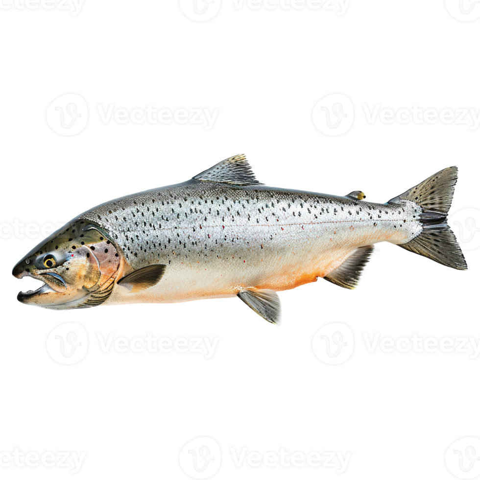 AI generated Salmon fish isolated on transparent background png