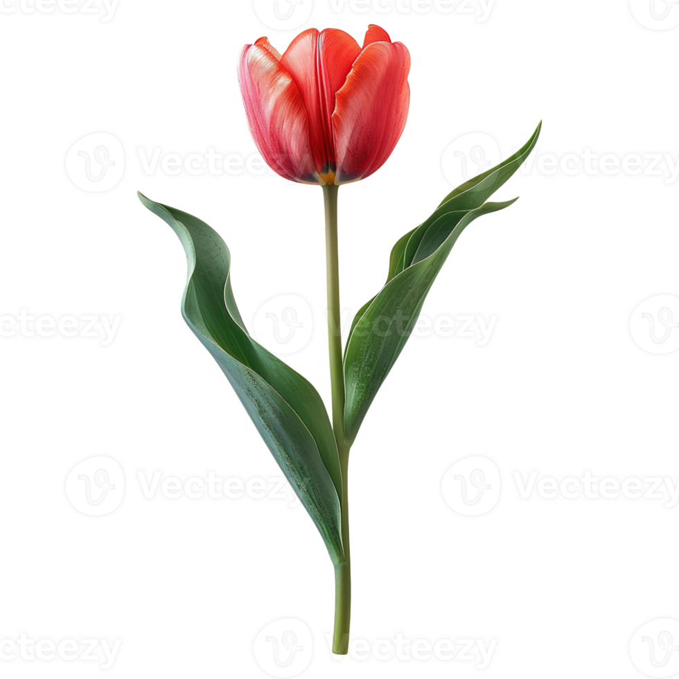 AI generated Tulip flower isolated on transparent background png