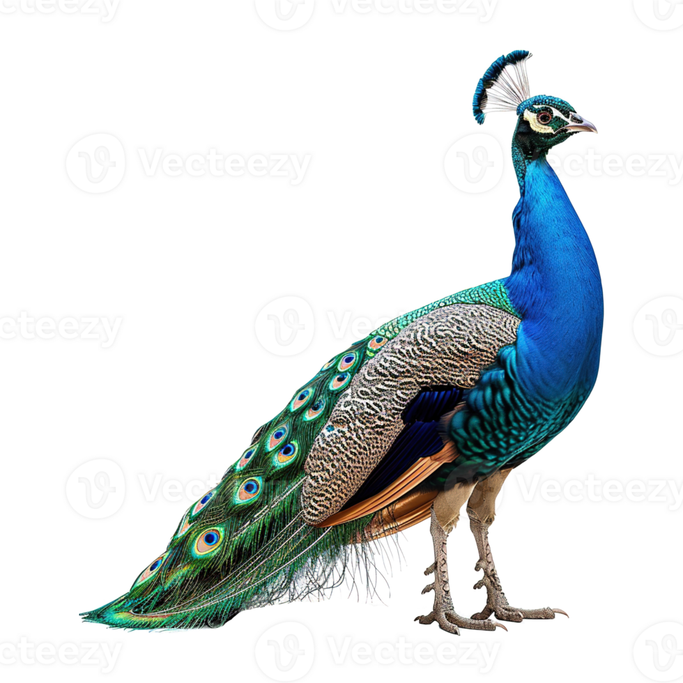 AI generated Peacock isolated on transparent background png