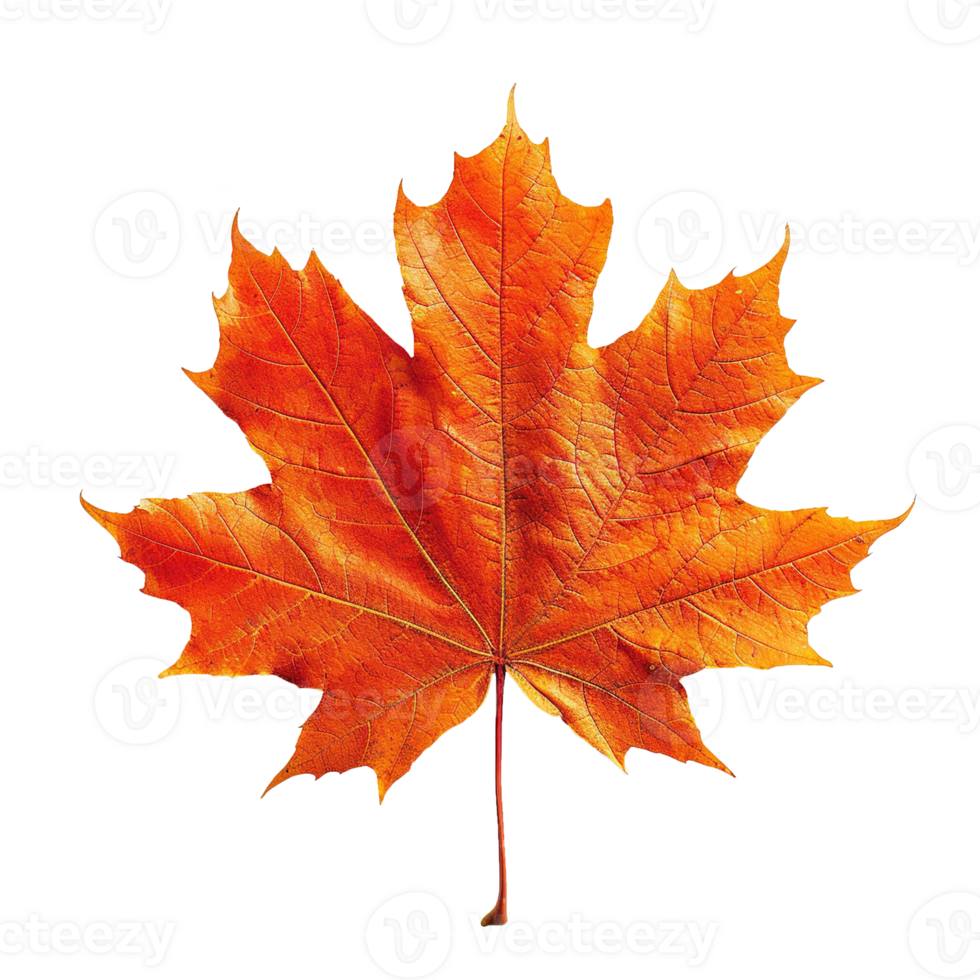 AI generated Autumn maple leaf isolated on transparent background png