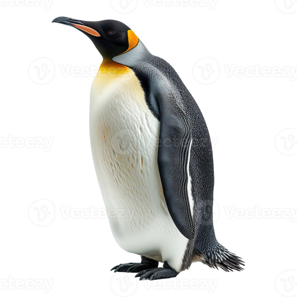 ai generiert Pinguin isoliert auf transparent Hintergrund png