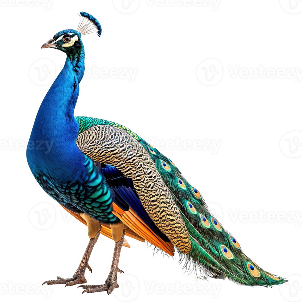 AI generated Peacock isolated on transparent background png