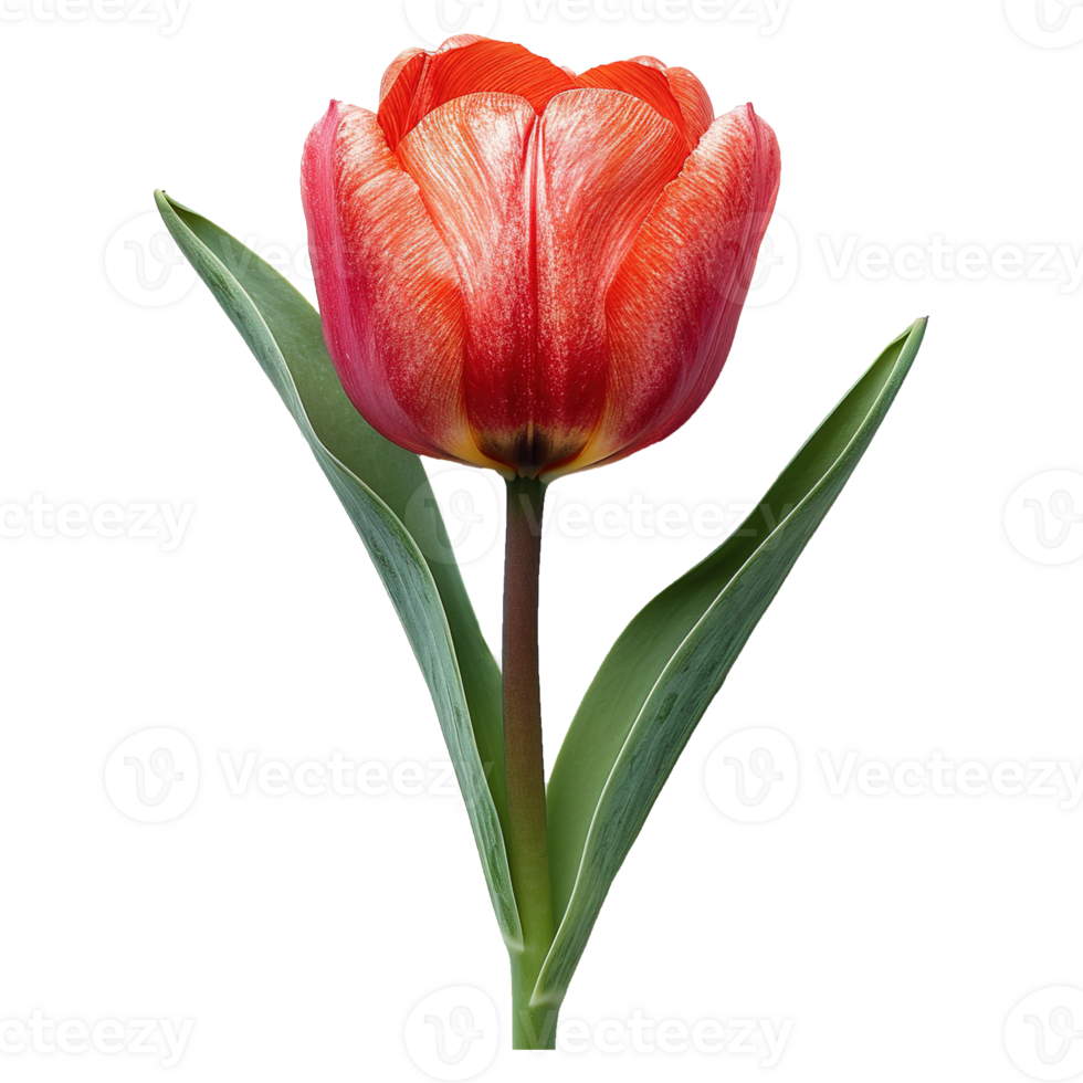 AI generated Tulip flower isolated on transparent background png