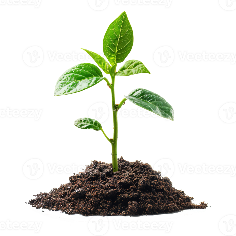 AI generated Green seedling growing from soil isolated on transparent background png