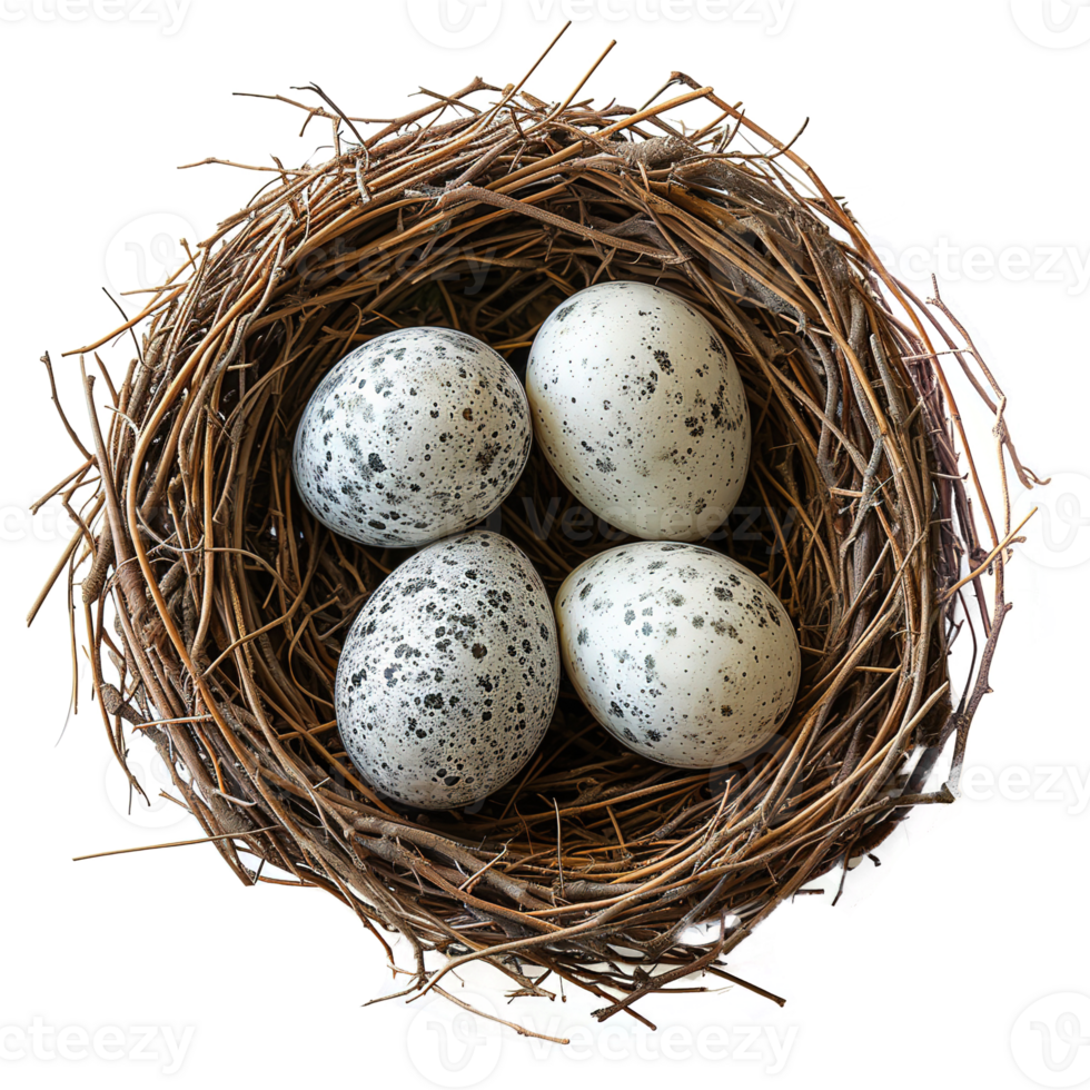 AI generated Eggs in nest isolated on transparent background png