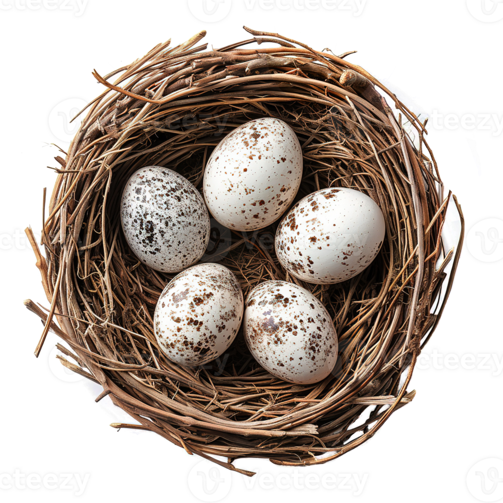 AI generated Eggs in nest isolated on transparent background png