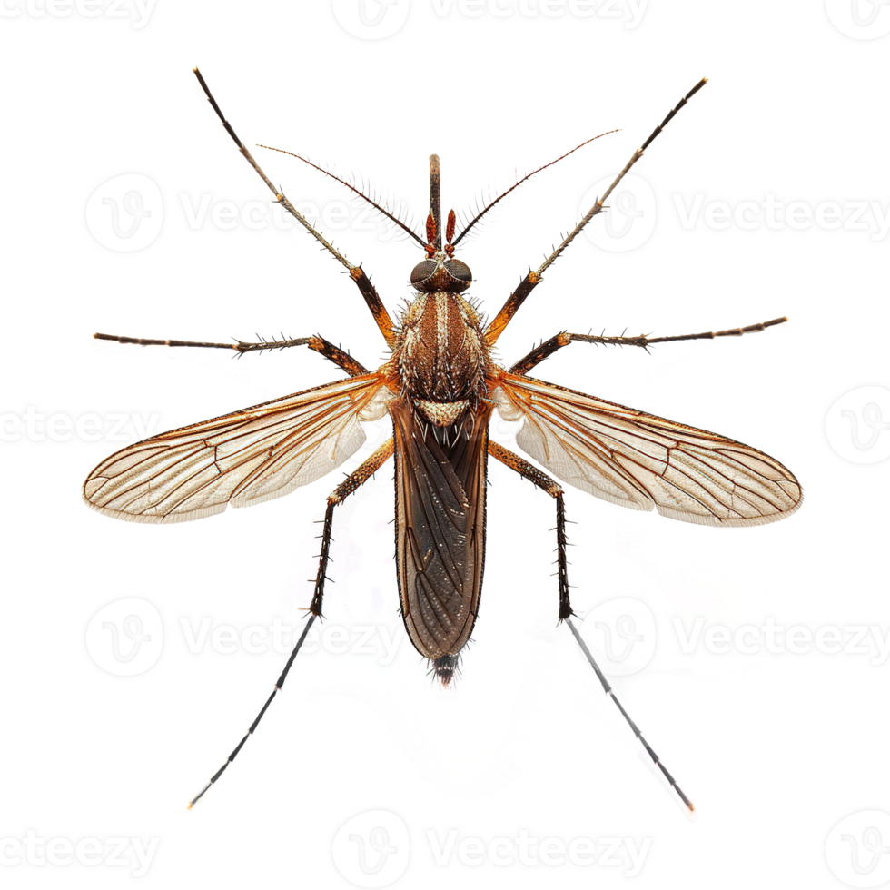 AI generated Mosquito isolated on transparent background png