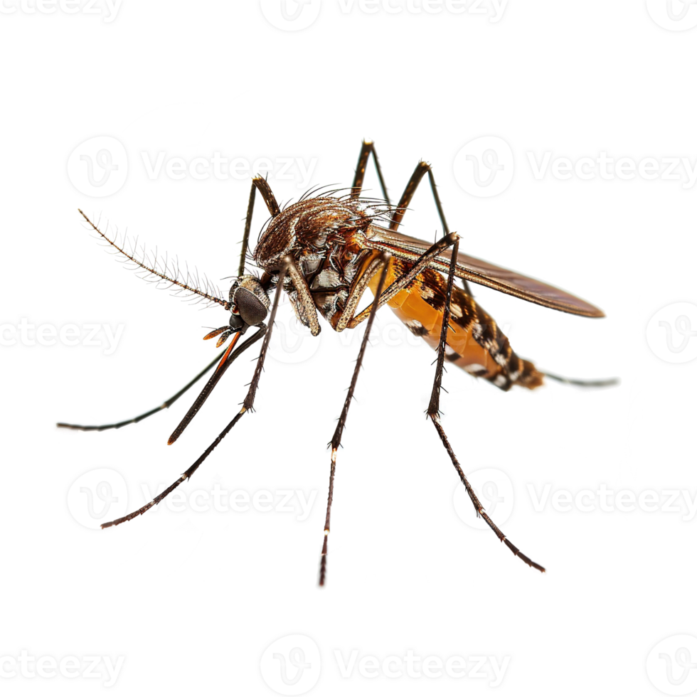 AI generated Mosquito isolated on transparent background png