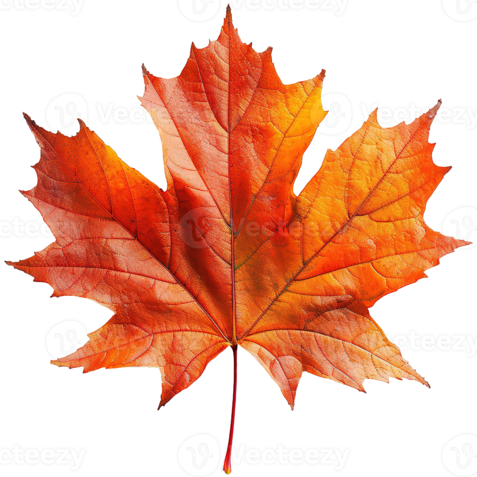 AI generated Autumn maple leaf isolated on transparent background png