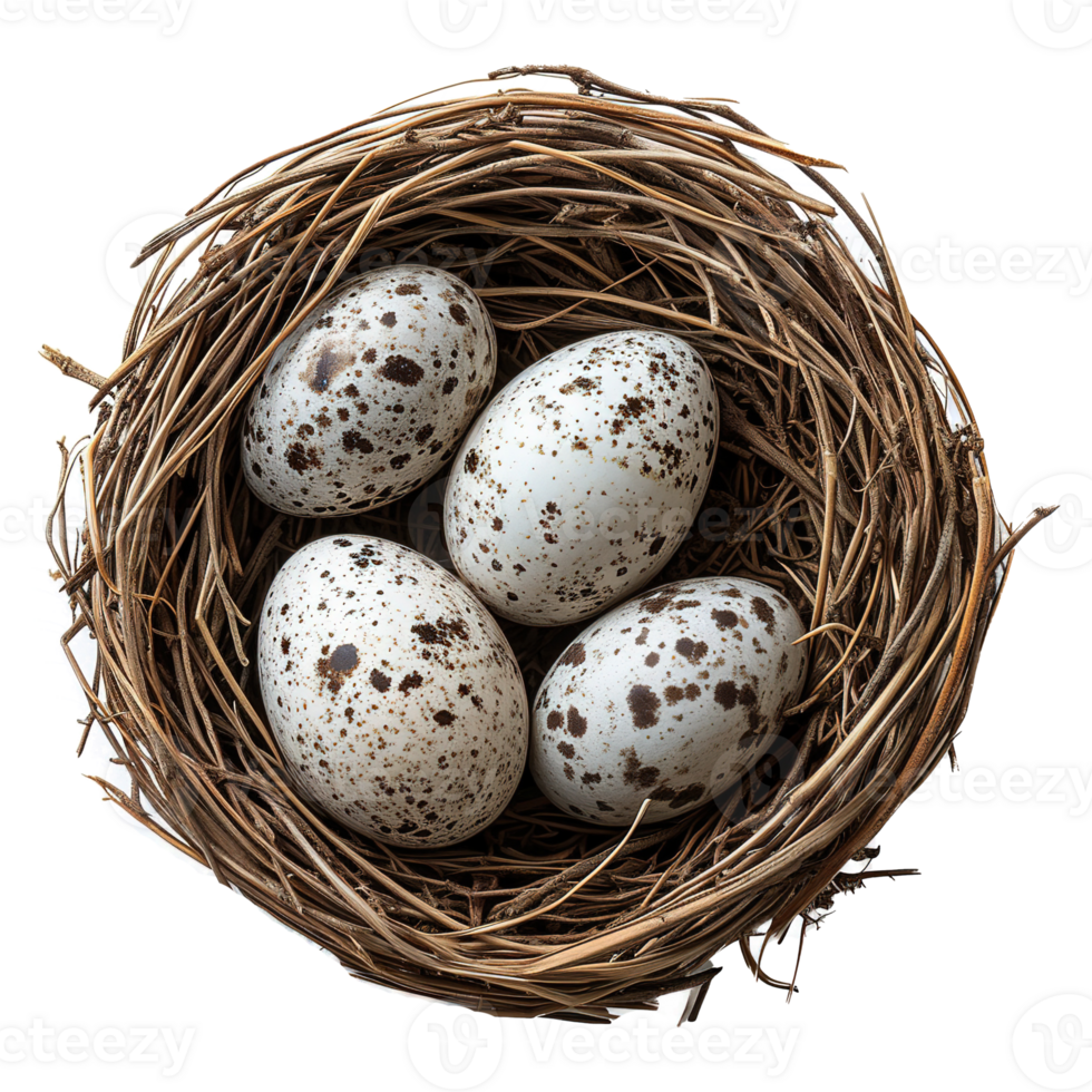 AI generated Eggs in nest isolated on transparent background png