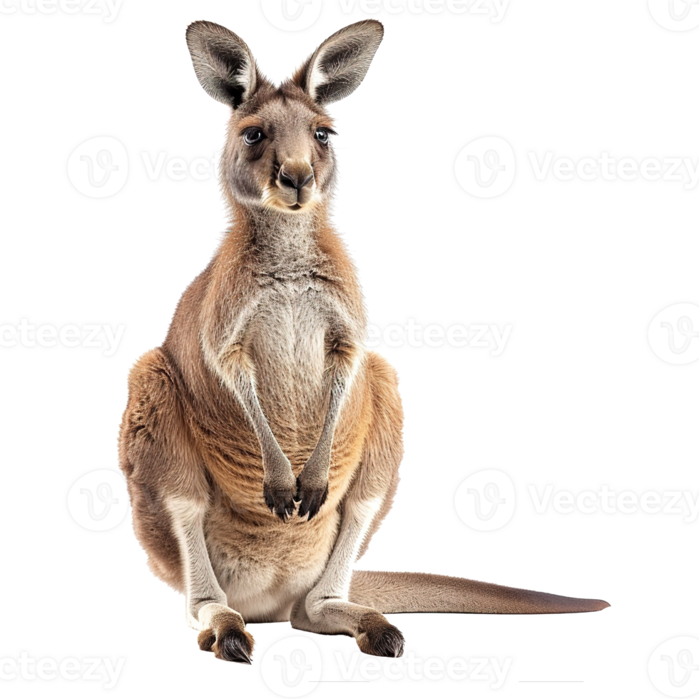 AI generated Kangaroo isolated on transparent background png