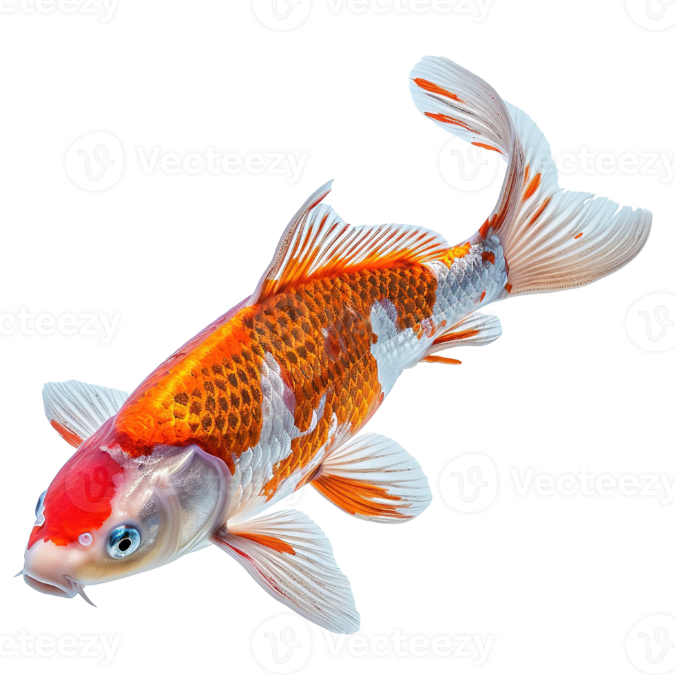 AI generated Koi fish isolated on transparent background png