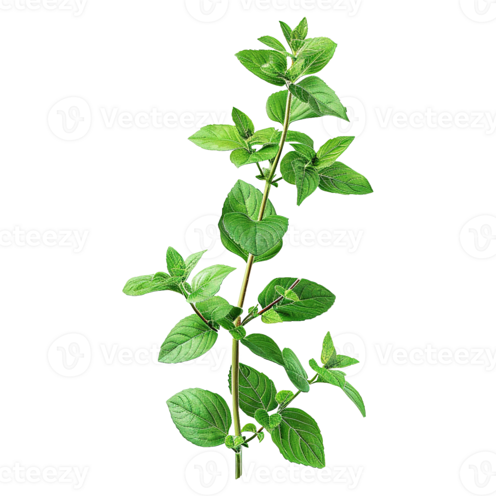 AI generated Gresh green basil leaf isolated on transparent background png