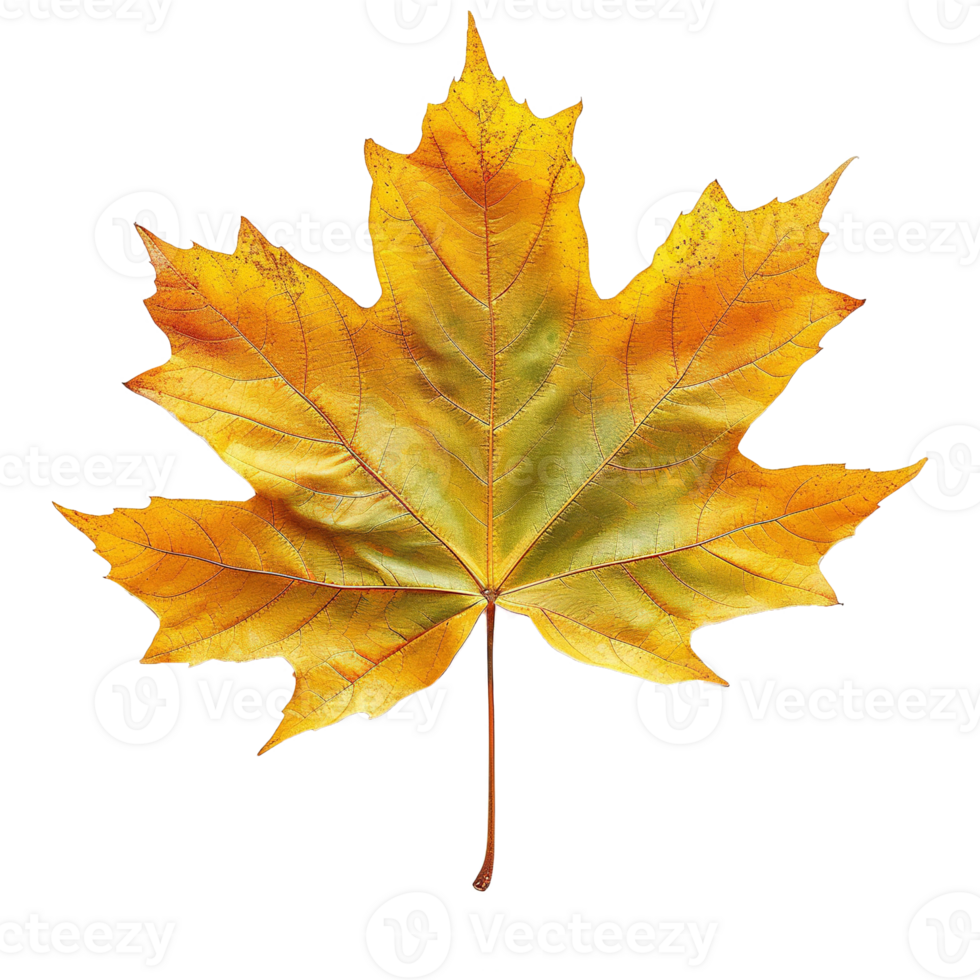 AI generated Autumn maple leaf isolated on transparent background png