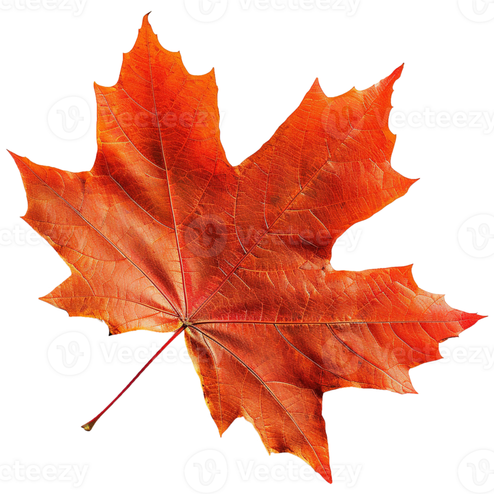 AI generated Autumn maple leaf isolated on transparent background png