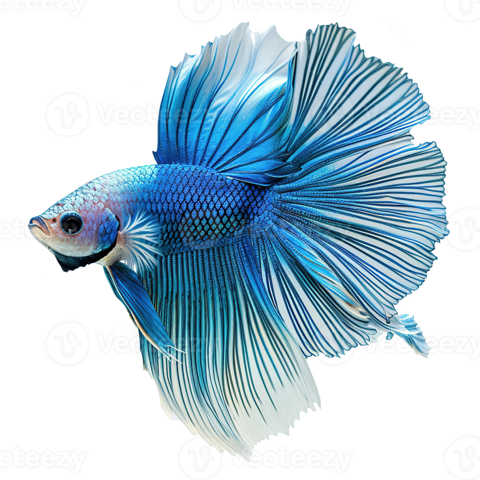 AI generated Halfmoon platinum betta fish isolated on transparent background png