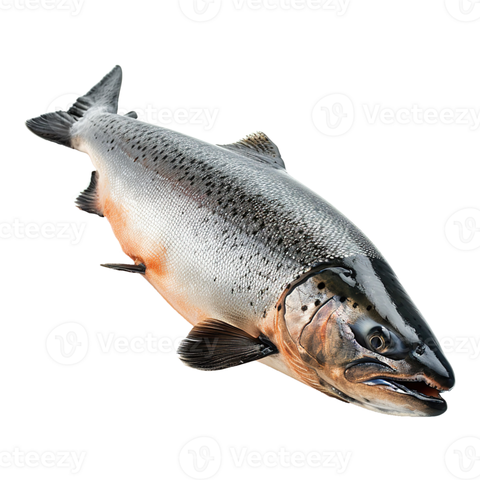 AI generated Salmon fish isolated on transparent background png