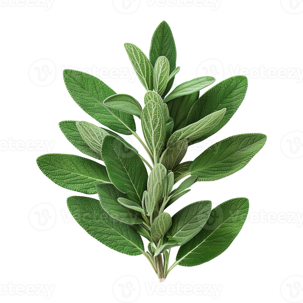AI generated Gresh green basil leaf isolated on transparent background png