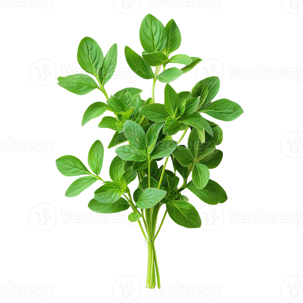 AI generated Gresh green basil leaf isolated on transparent background png