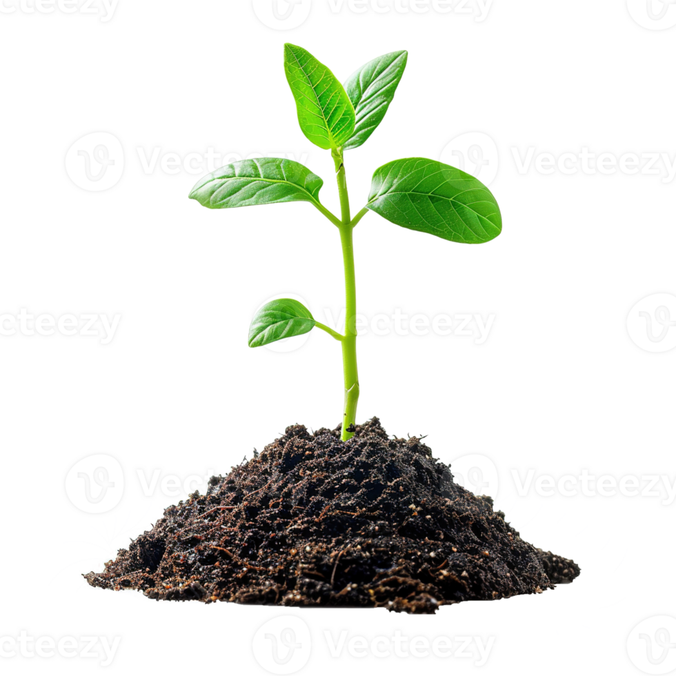 AI generated Green seedling growing from soil isolated on transparent background png
