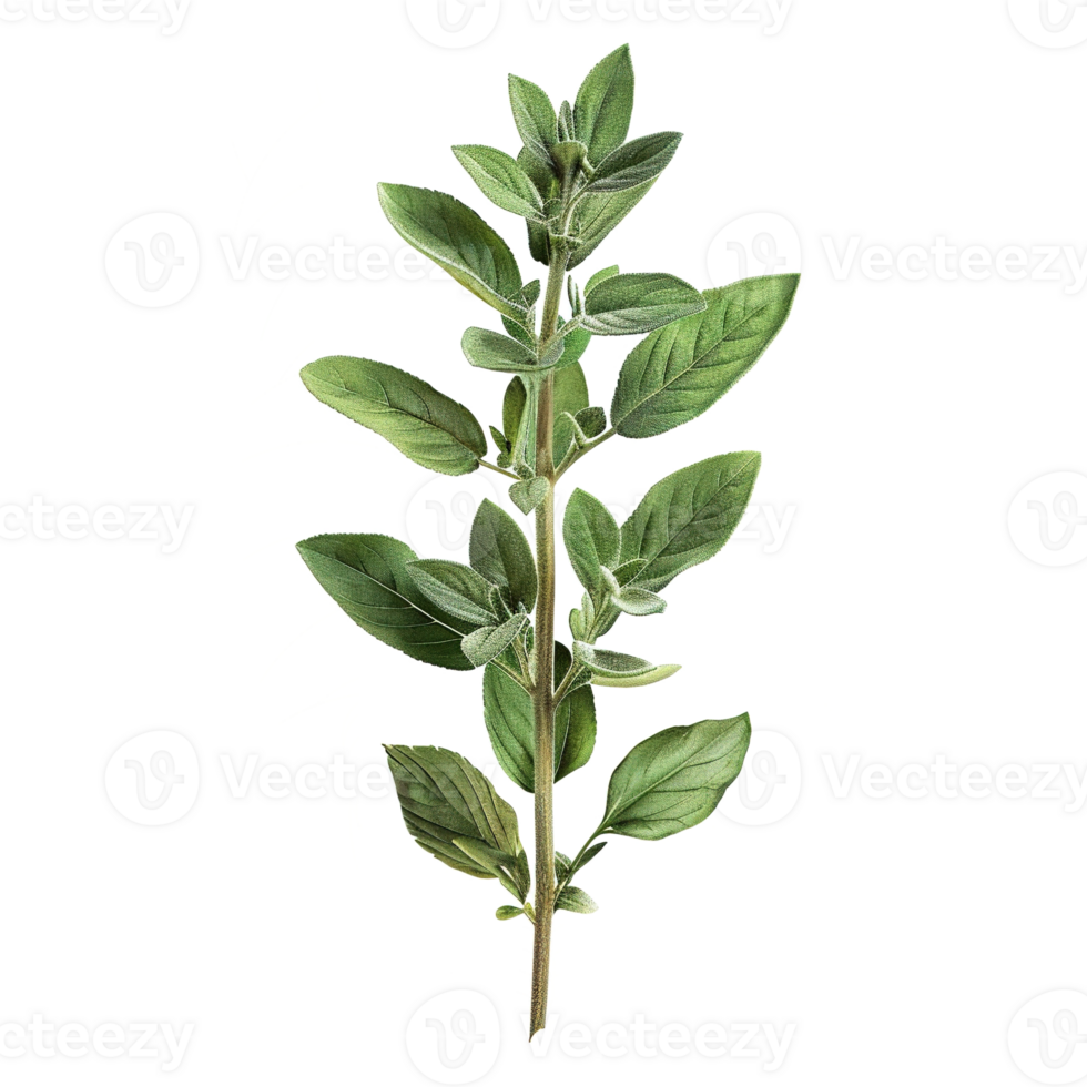 AI generated Gresh green basil leaf isolated on transparent background png