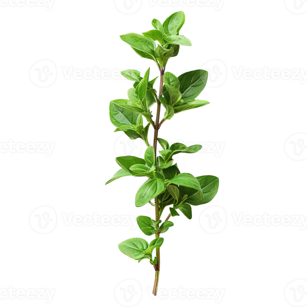 AI generated Gresh green basil leaf isolated on transparent background png
