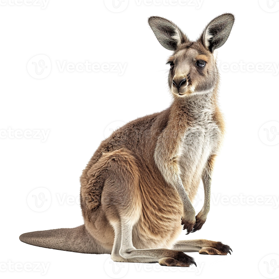 AI generated Kangaroo isolated on transparent background png
