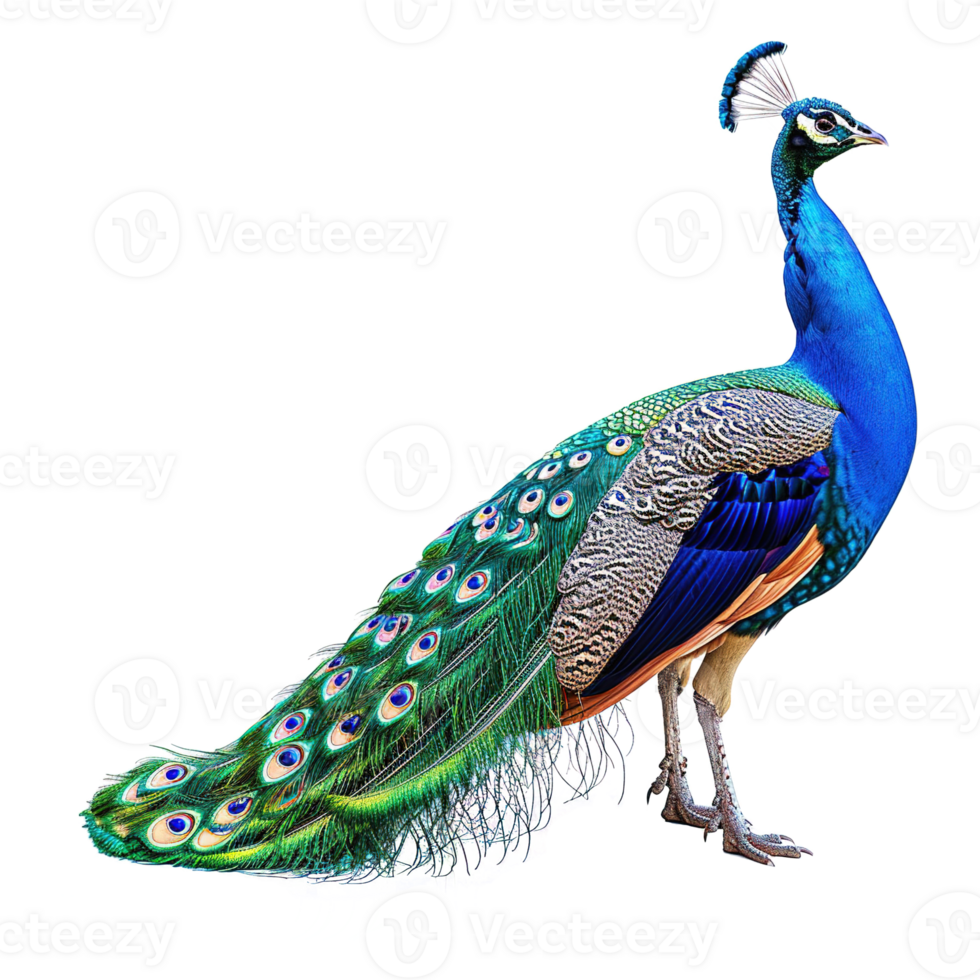 AI generated Peacock isolated on transparent background png