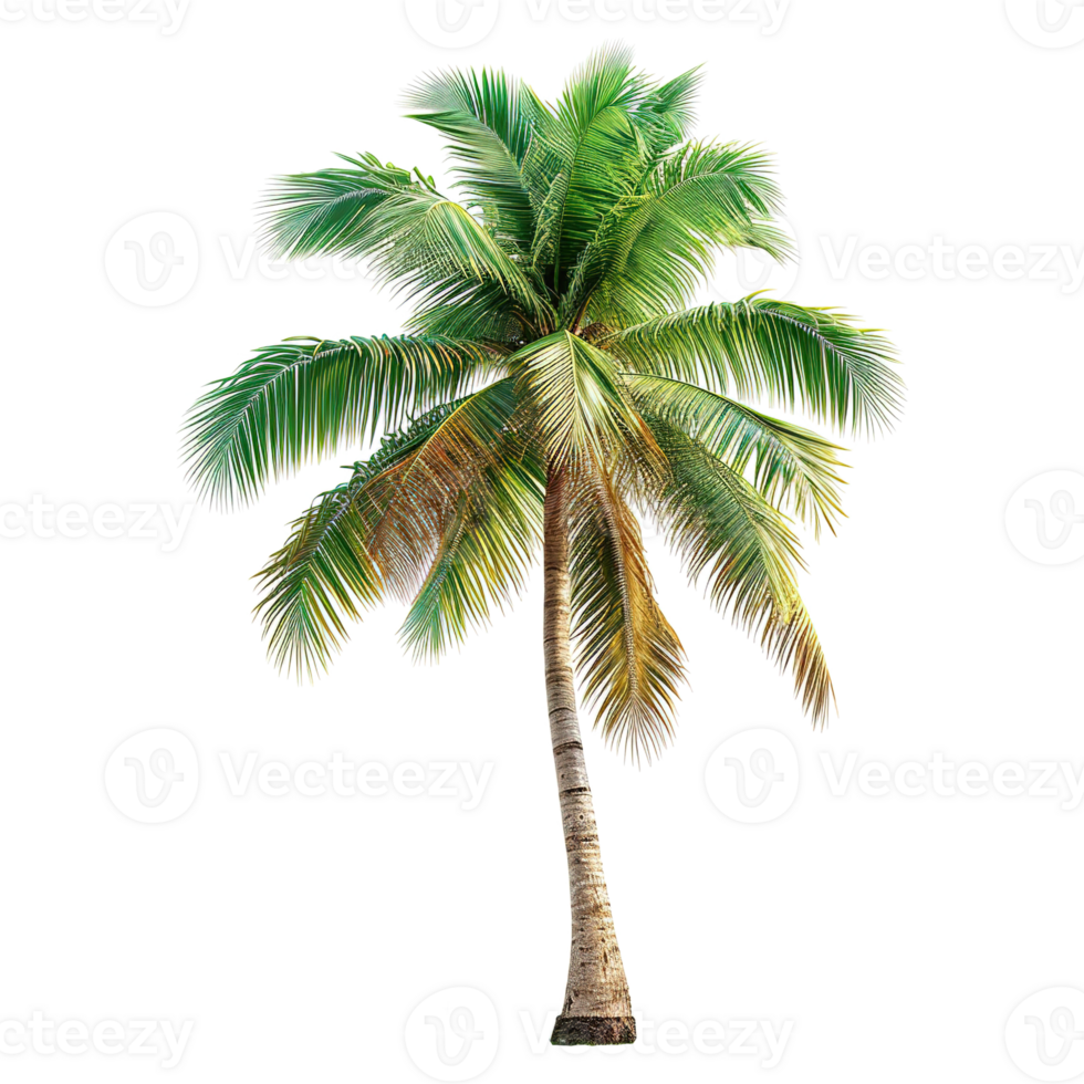 AI generated Coconut palm tree isolated on transparent background png