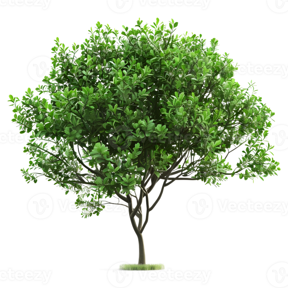 ai generato 3d interpretazione di un' verde le foglie albero su trasparente sfondo - ai generato png