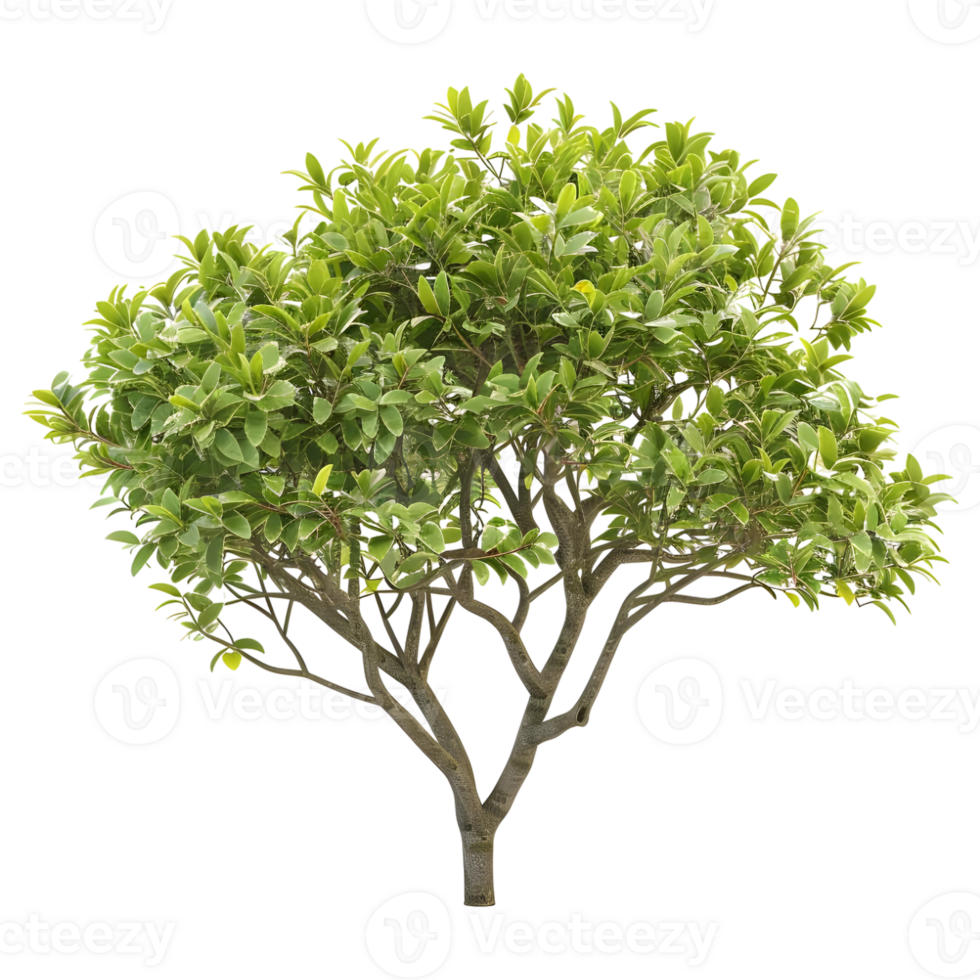 AI generated 3D Rendering of a Green Leaves Tree on Transparent Background - Ai Generated png
