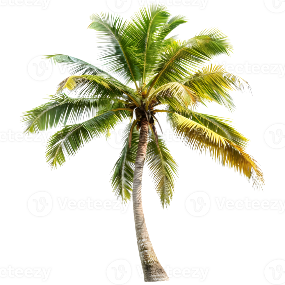 AI generated 3D Rendering of a Palm Tree on Transparent Background - Ai Generated png