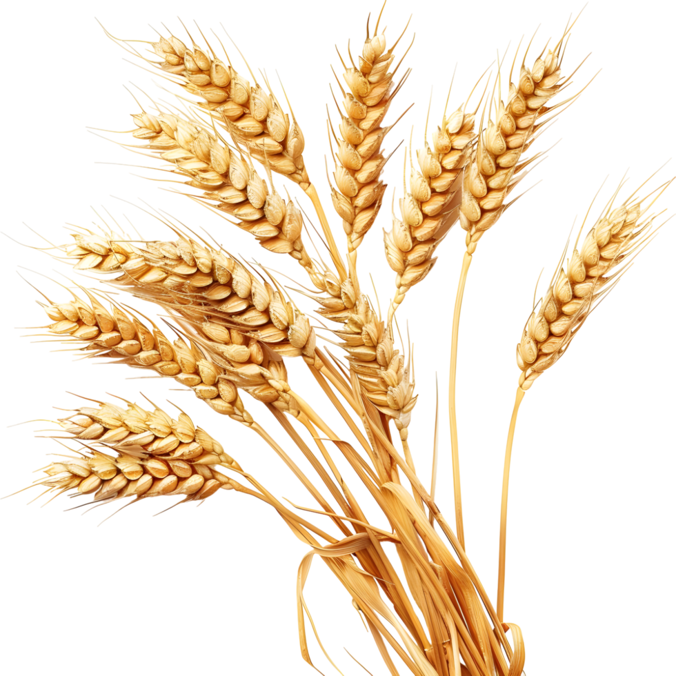 AI generated Wheat on Transparent background - Ai Generated png