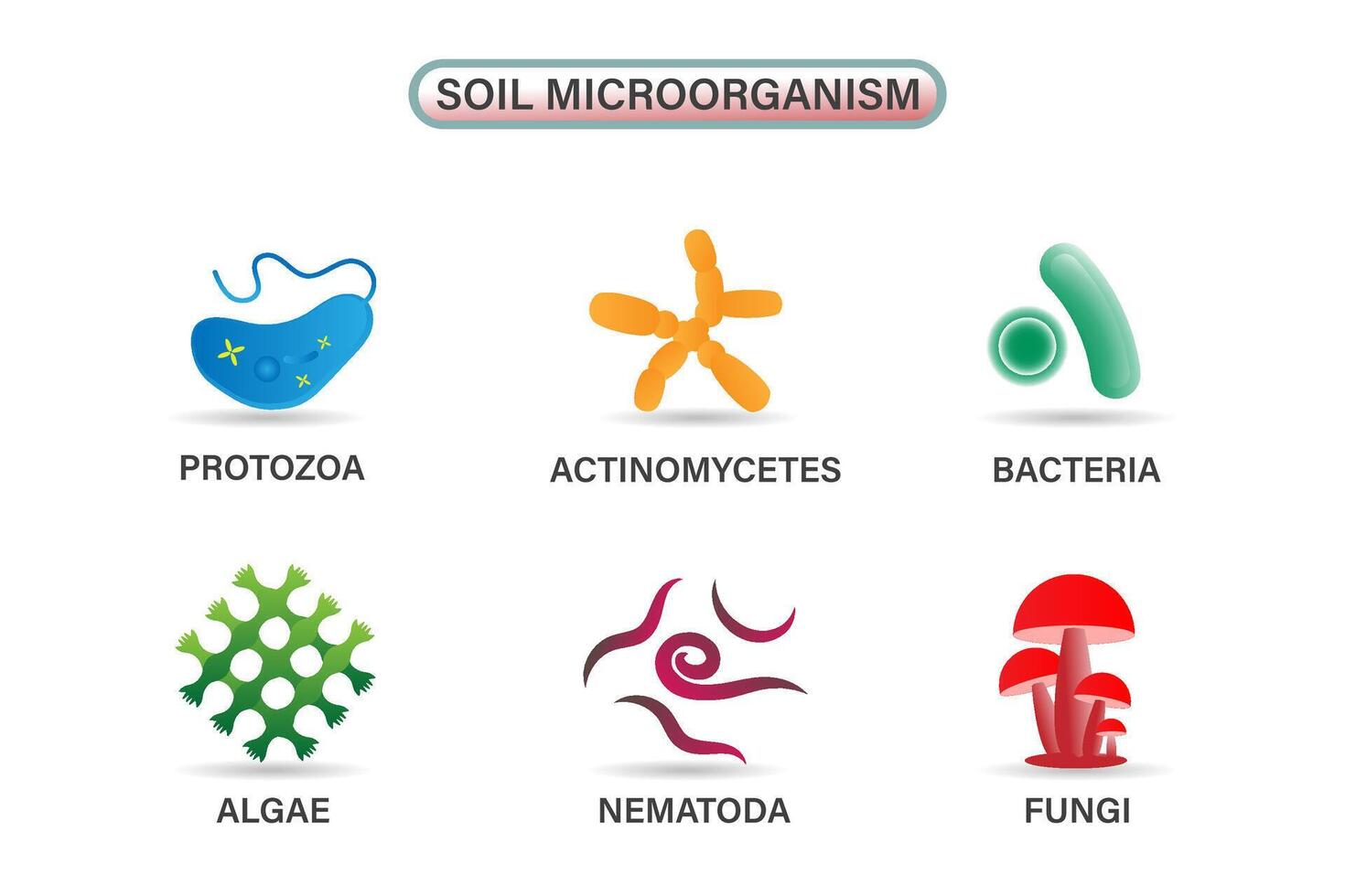 Several Important Microbes Living in Soil. Including Algae, Bacteria, Fungi, Nematodes, Protozoa, and Actinomycetes vector