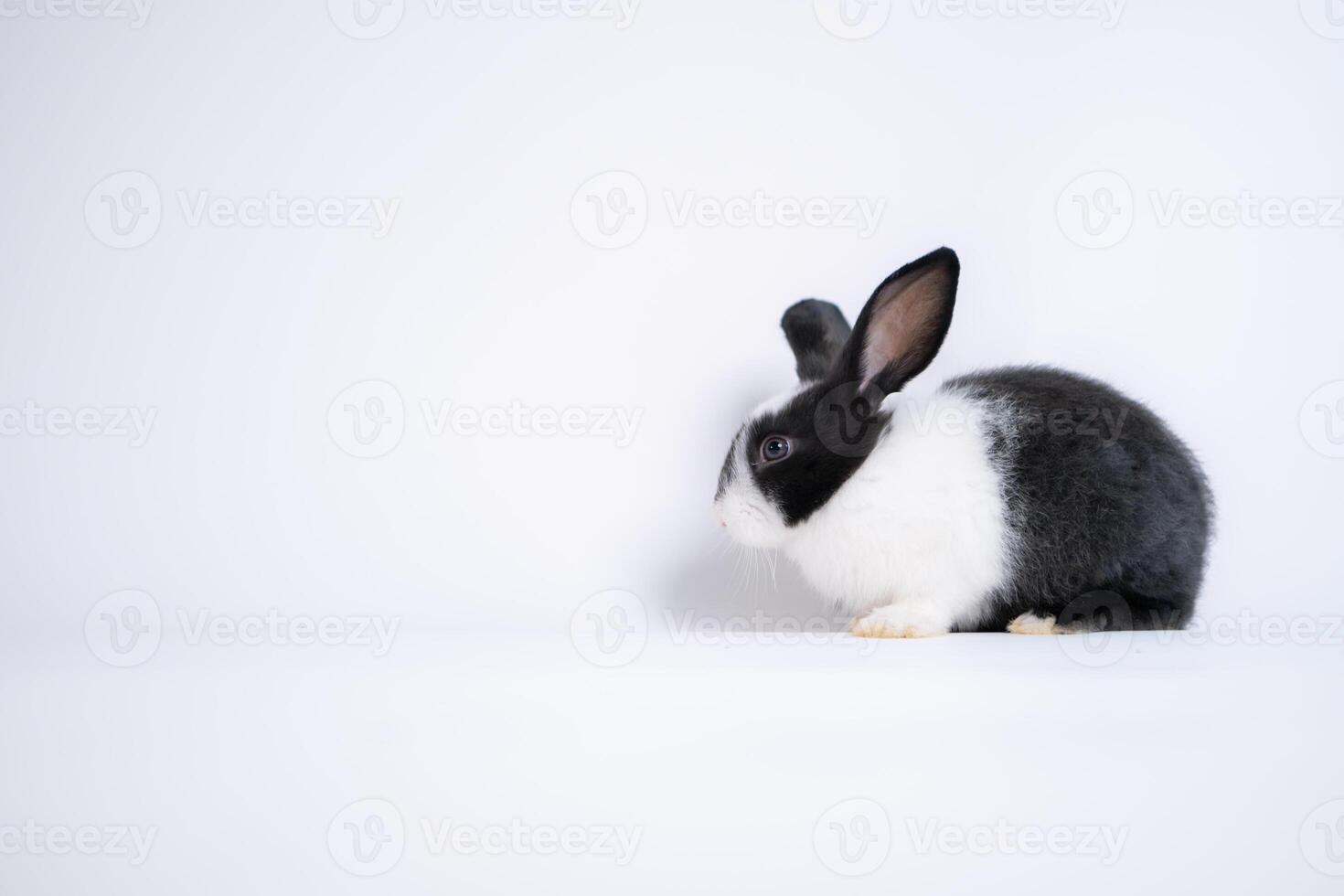 mullido negro y blanco Conejo aislado en blanco antecedentes foto