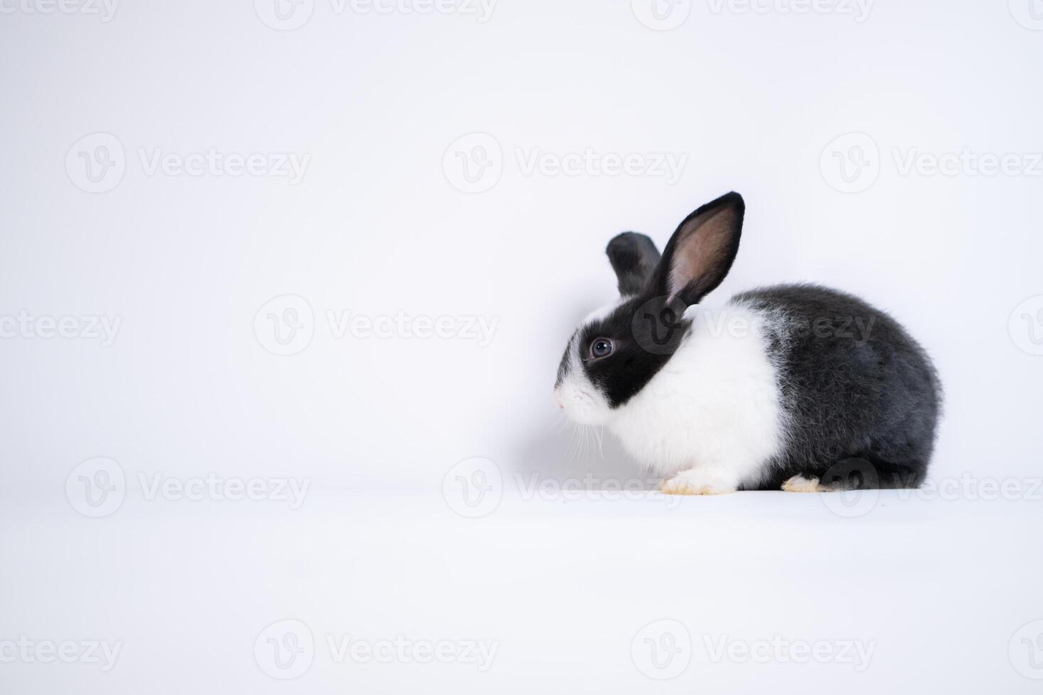 Fluffy black and white rabbit isolated on white background photo